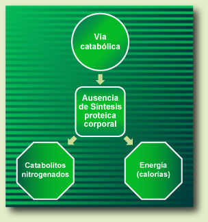 Catabolic Pathway